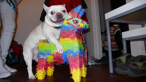 Frenchie and a Pinata