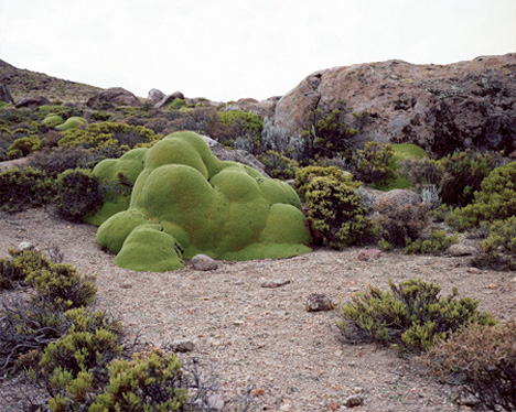 The Oldest Living Things, Rachel Sussman