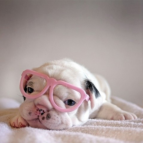 Pink Nose, Pink Glasses