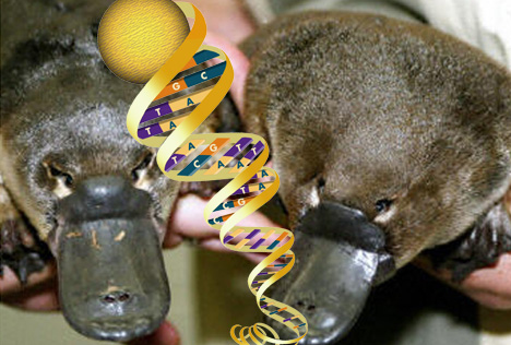 Platypus's Genome Mapped