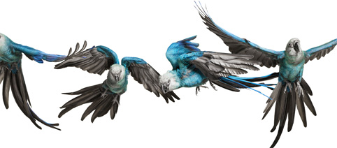 Andrew Zuckerman: Bird
