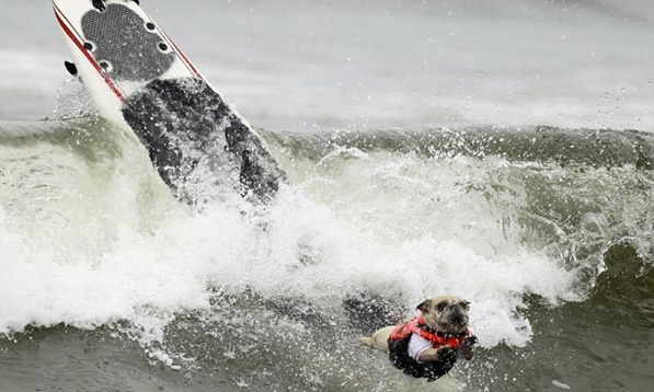 Doggy Surfing Competition