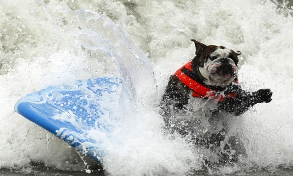 Doggy Surfing Competition