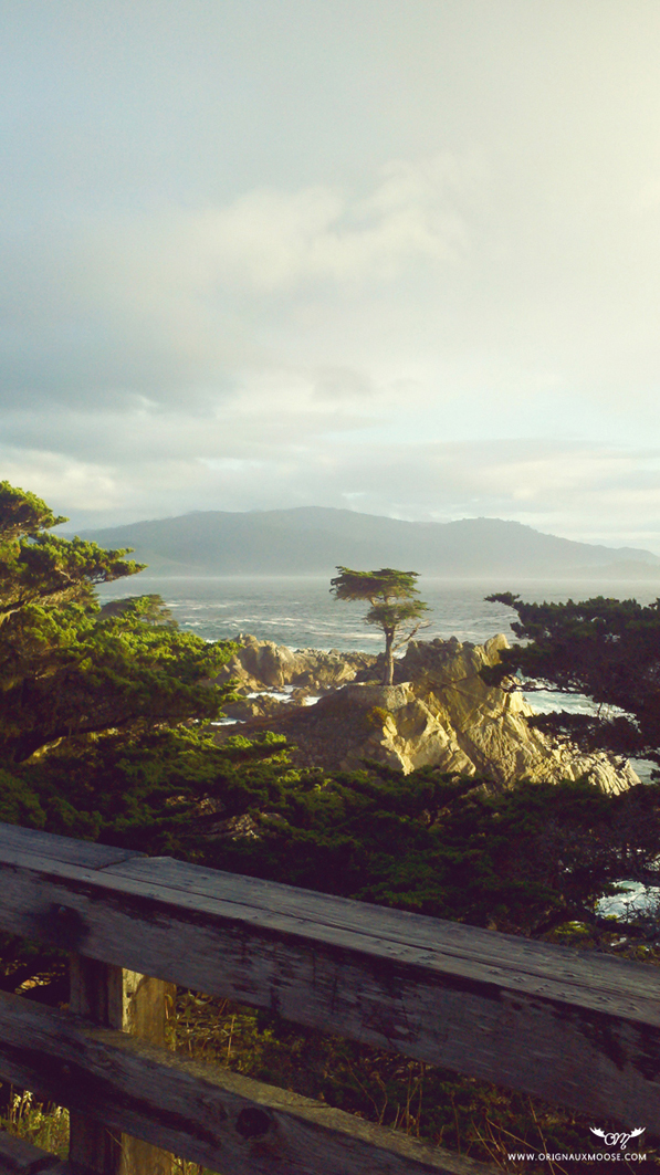 The Lone Cypress, 17 Mile Drive, Pebble Beach