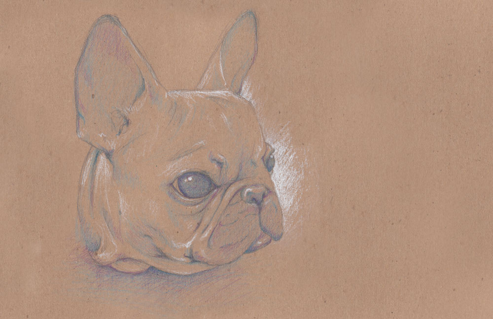 Frenchie Pup
